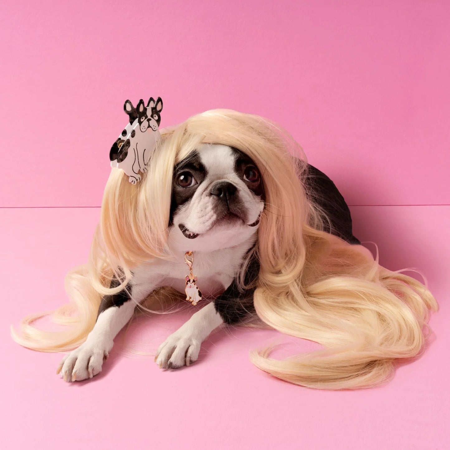 FRANSK BULLDOG Hårklype