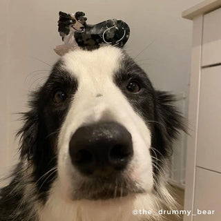 BORDER COLLIE Hårklype