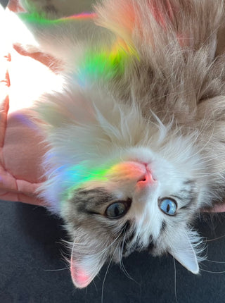 It´s Going to Be a Good Day - Solfanger til vindu