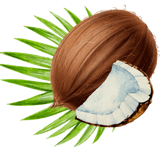 Lady Joseph - Vegansk Kokoskjeks med Mørk Sjokolade - COLORPOP